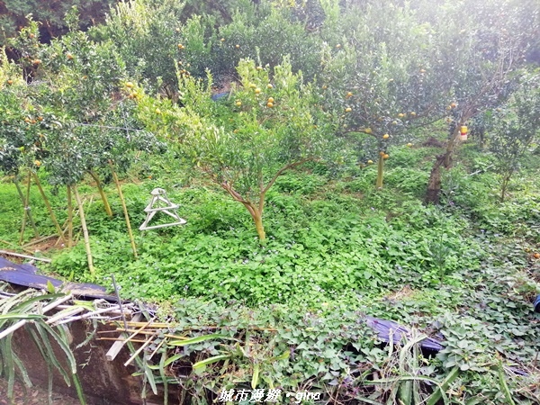 IMG_20210101_152439.jpg IMG_20210101_152439.jpg