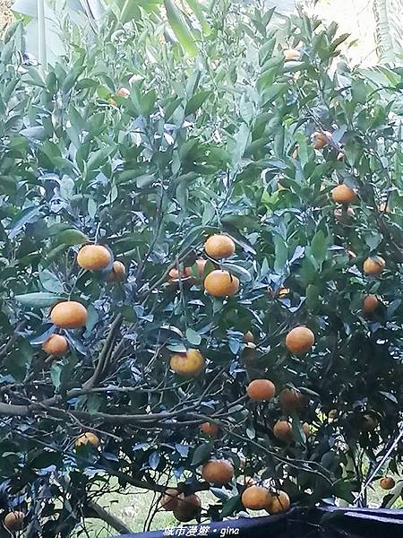 IMG_20210101_152745.jpg IMG_20210101_152745.jpg