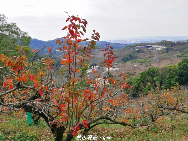 IMG_20210101_115707.jpg IMG_20210101_115707.jpg