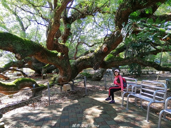 【台中石岡】漸層落羽松~繽紛山行路。 挑物古道x五福臨門步道