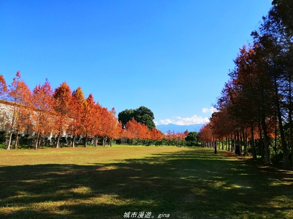 【台中石岡】漸層落羽松~繽紛山行路。 挑物古道x五福臨門步道