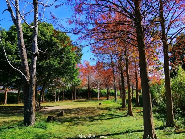 【台中石岡】漸層落羽松~繽紛山行路。 挑物古道x五福臨門步道