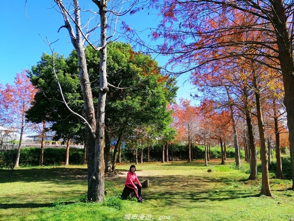 【台中石岡】漸層落羽松~繽紛山行路。 挑物古道x五福臨門步道