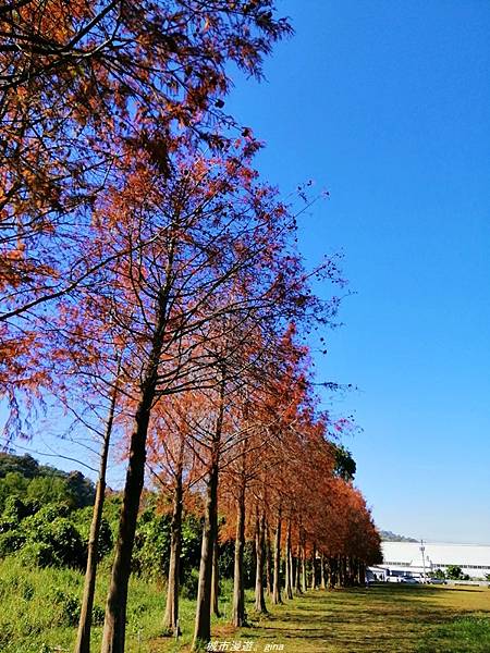 【台中石岡】漸層落羽松~繽紛山行路。 挑物古道x五福臨門步道