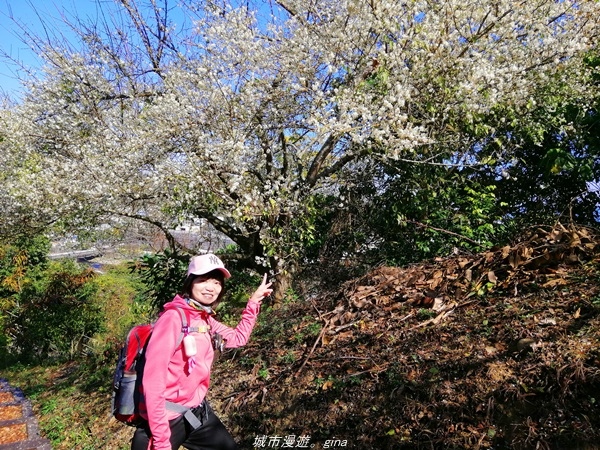 【台中石岡】漸層落羽松~繽紛山行路。 挑物古道x五福臨門步道