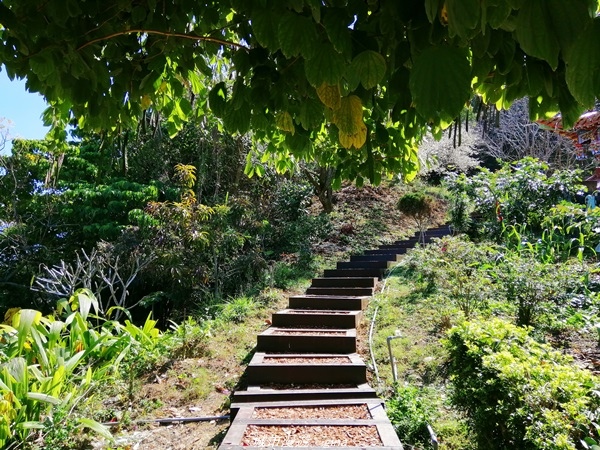 【台中石岡】漸層落羽松~繽紛山行路。 挑物古道x五福臨門步道