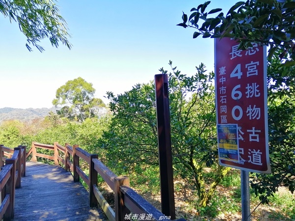 【台中石岡】漸層落羽松~繽紛山行路。 挑物古道x五福臨門步道