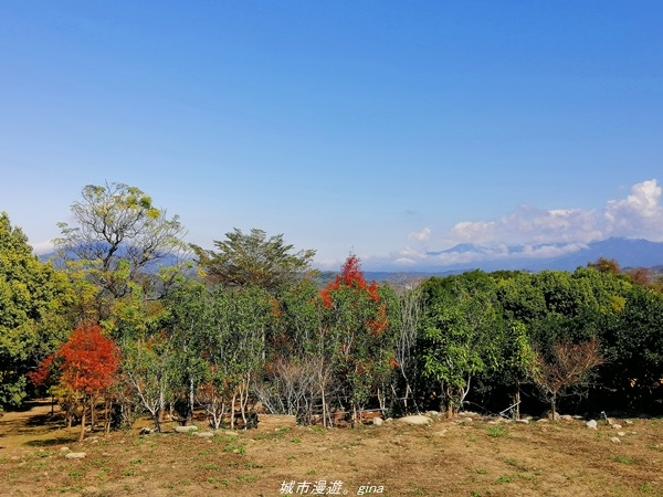 【台中石岡】漸層落羽松~繽紛山行路。 挑物古道x五福臨門步道