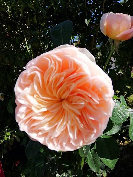 IMG_20210123_122522.jpg IMG_20210123_122522.jpg