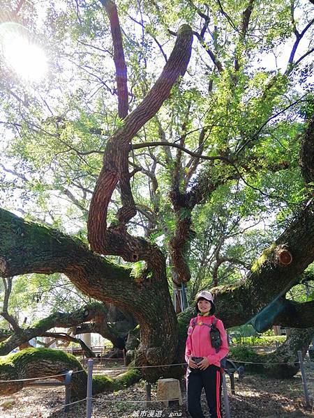 【台中石岡】漸層落羽松~繽紛山行路。 挑物古道x五福臨門步道