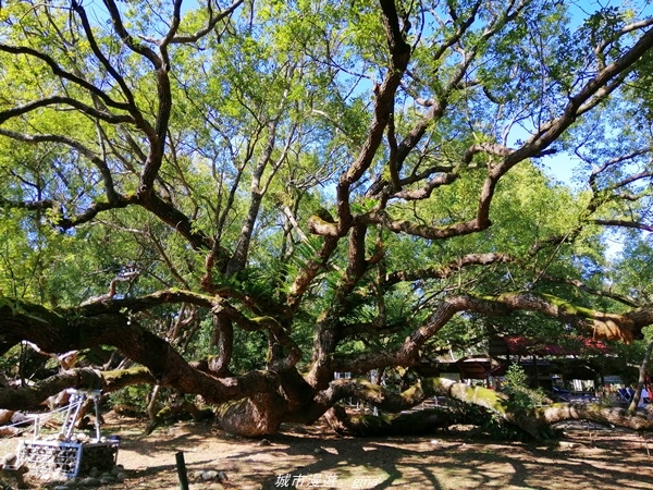 IMG_20210123_124225.jpg IMG_20210123_124225.jpg