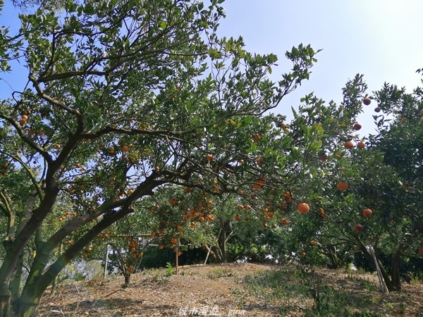 IMG_20210130_121253.jpg IMG_20210130_121253.jpg