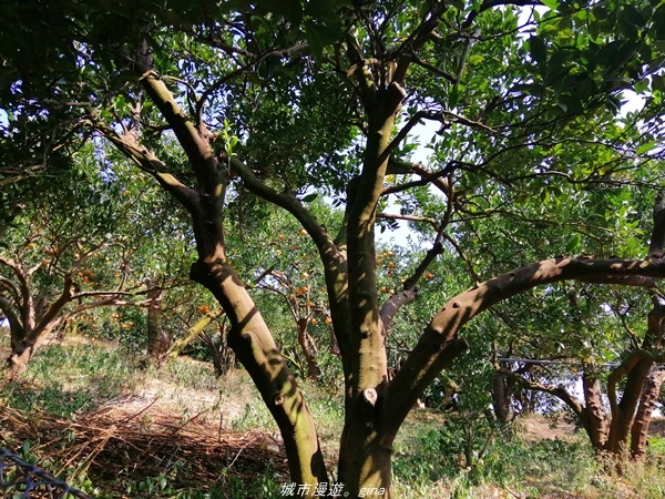 IMG_20210130_134534.jpg IMG_20210130_134534.jpg