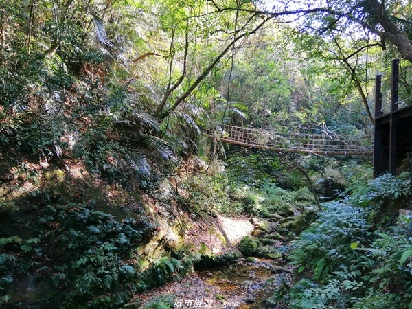 【台中太平】仙氣繩橋山林環繞。 蝙蝠洞登山步道x延伸步道