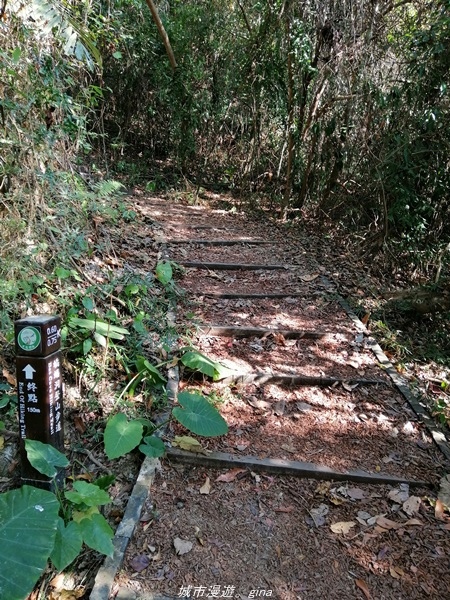 【台中太平】仙氣繩橋山林環繞。 蝙蝠洞登山步道x延伸步道