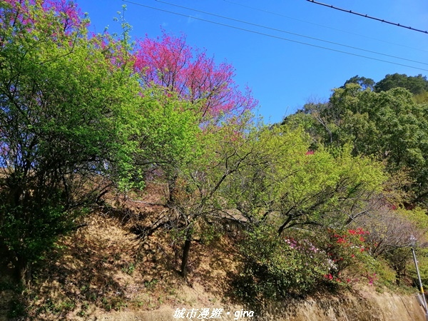 【苗栗獅潭】趁著天晴賞櫻趣。 協雲宮浪漫櫻花