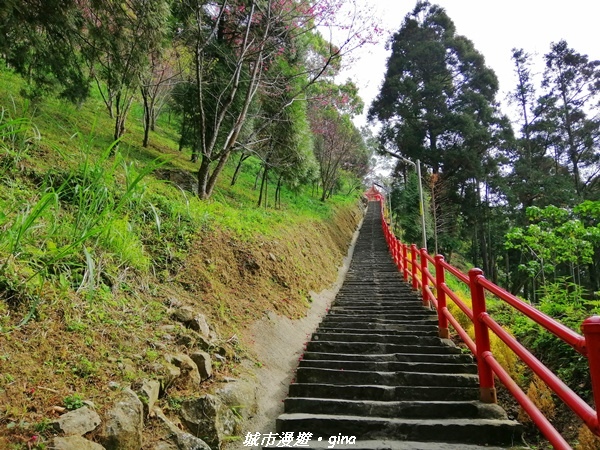 【苗栗獅潭】登高望遠。 仙山協靈宮九天玄女娘娘x仙山仙草