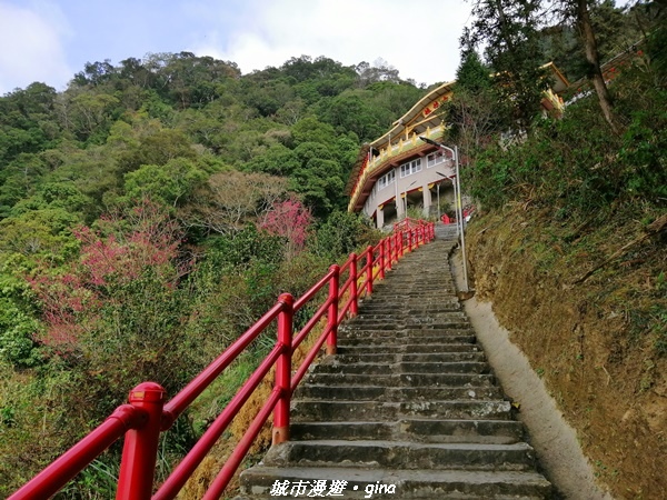 【苗栗獅潭】登高望遠。 仙山協靈宮九天玄女娘娘x仙山仙草