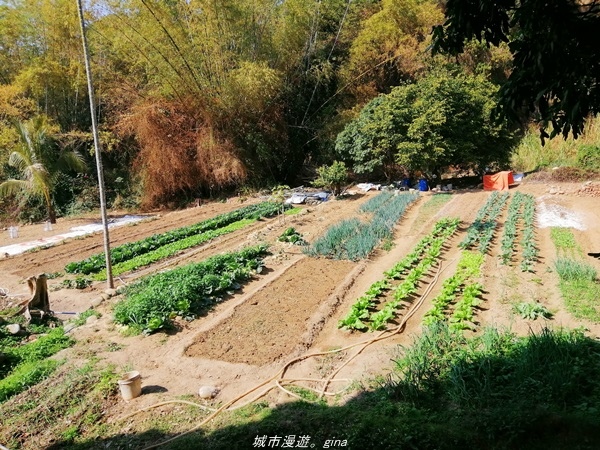 【台中大肚】懷舊之旅賞~百年古井、緬梔老樹~瑞井古井步道x瑞