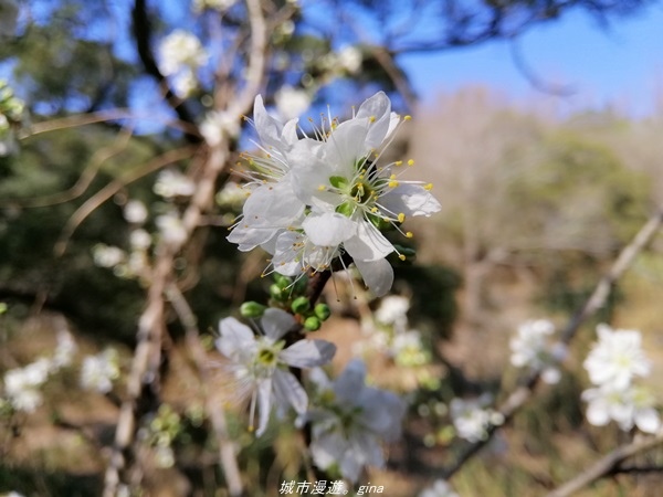 【台中大肚】懷舊之旅賞~百年古井、緬梔老樹~瑞井古井步道x瑞