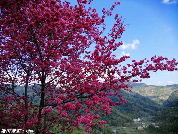 【台中東勢】繁花盛開之山旅漫遊。 軟埤坑天梯步道(北大茅埔山