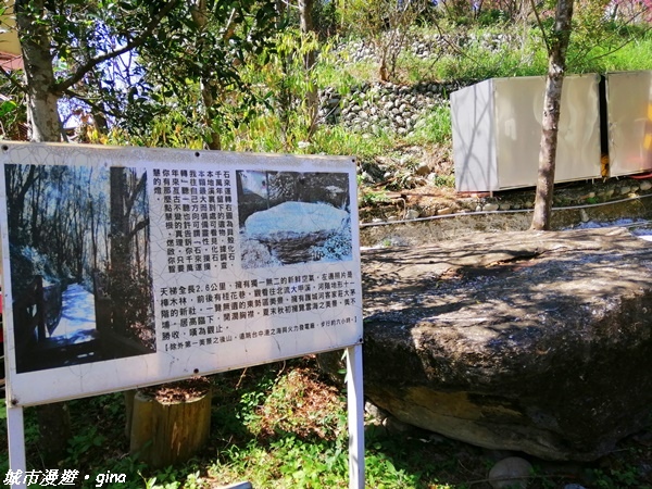 【台中東勢】繁花盛開之山旅漫遊。 軟埤坑天梯步道(北大茅埔山