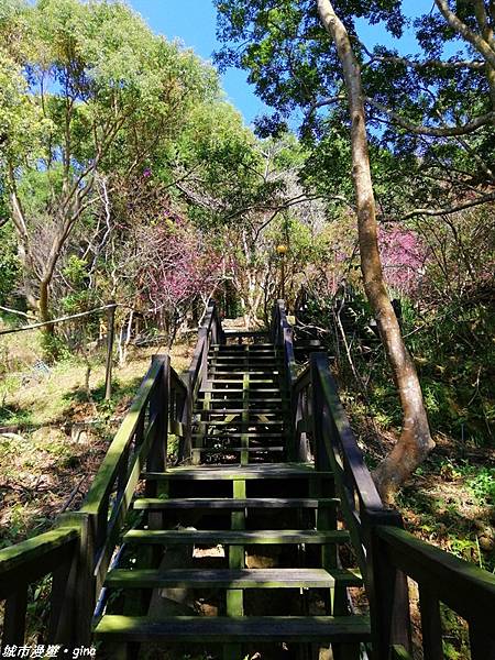 【台中東勢】繁花盛開之山旅漫遊。 軟埤坑天梯步道(北大茅埔山