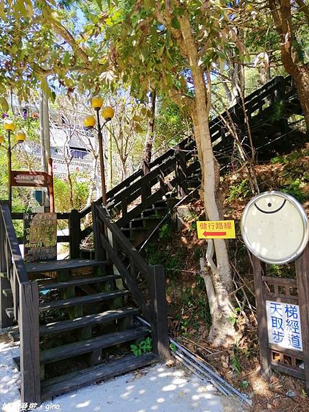 【台中東勢】繁花盛開之山旅漫遊。 軟埤坑天梯步道(北大茅埔山