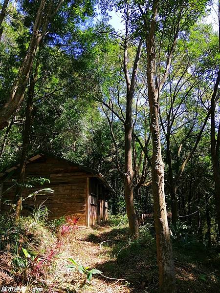 【台中東勢】繁花盛開之山旅漫遊。 軟埤坑天梯步道(北大茅埔山