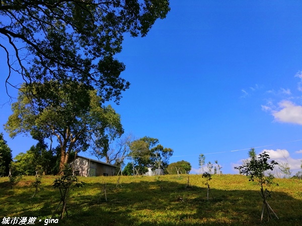 【台中東勢】繁花盛開之山旅漫遊。 軟埤坑天梯步道(北大茅埔山