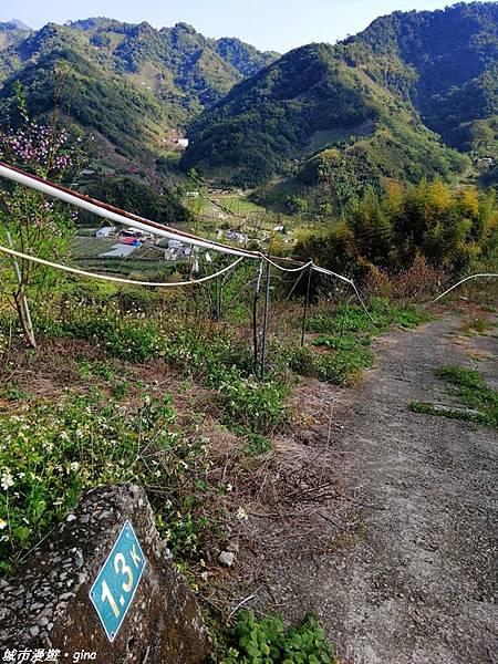 【台中東勢】繁花盛開之山旅漫遊。 軟埤坑天梯步道(北大茅埔山