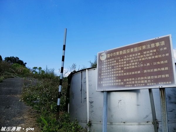 【台中東勢】繁花盛開之山旅漫遊。 軟埤坑天梯步道(北大茅埔山