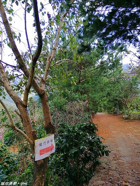 【台中東勢】繁花盛開之山旅漫遊。 軟埤坑天梯步道(北大茅埔山