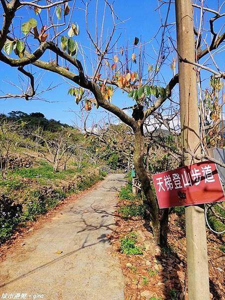 【台中東勢】繁花盛開之山旅漫遊。 軟埤坑天梯步道(北大茅埔山