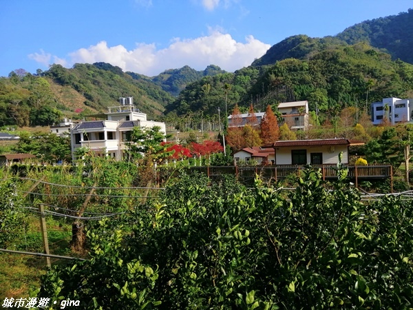 【台中東勢】繁花盛開之山旅漫遊。 軟埤坑天梯步道(北大茅埔山