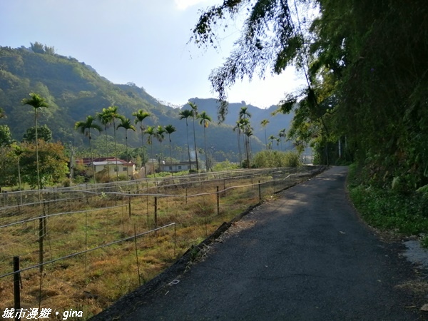 【台中東勢】繁花盛開之山旅漫遊。 軟埤坑天梯步道(北大茅埔山