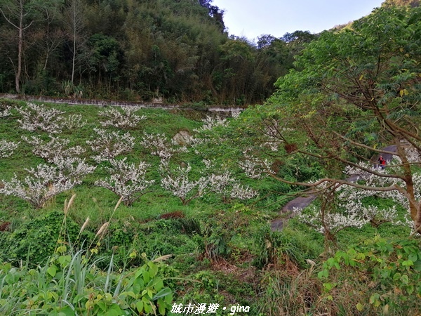 【苗栗泰安】手腳並用之虎山行。 水雲三星~虎山步道