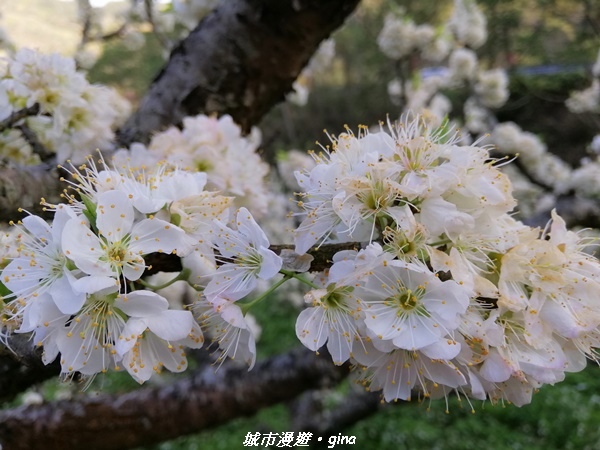 【苗栗泰安】手腳並用之虎山行。 水雲三星~虎山步道