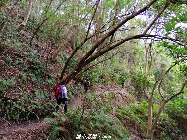 【苗栗泰安】手腳並用之虎山行。 水雲三星~虎山步道