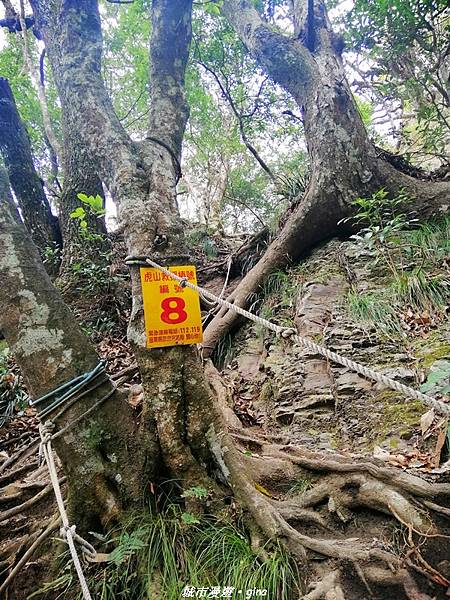 【苗栗泰安】手腳並用之虎山行。 水雲三星~虎山步道