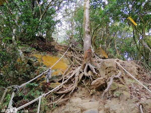 【苗栗獅潭】雲霧裊裊如仙境。 No33小百岳~仙山登山步道