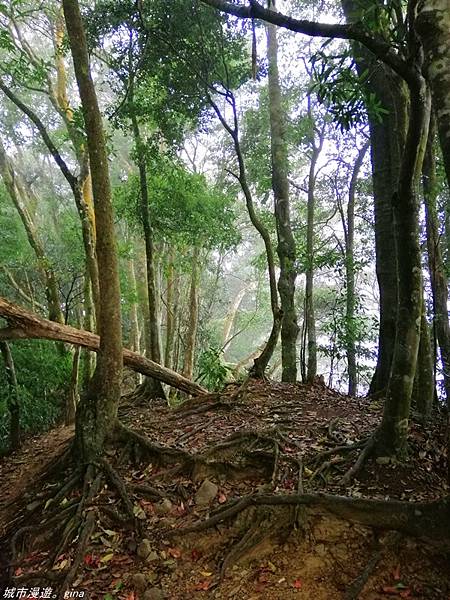 【苗栗獅潭】雲霧裊裊如仙境。 No33小百岳~仙山登山步道