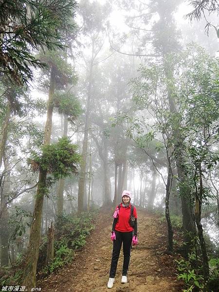 【苗栗獅潭】雲霧裊裊如仙境。 No33小百岳~仙山登山步道