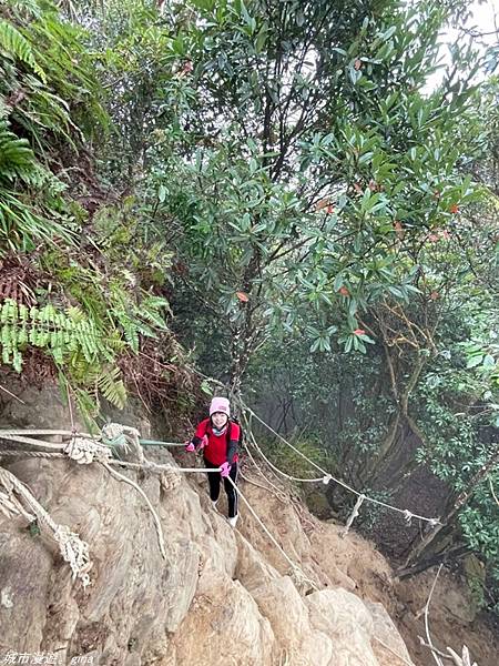 【苗栗獅潭】雲霧裊裊如仙境。 No33小百岳~仙山登山步道