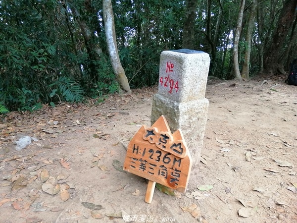 【苗栗卓蘭】山林裡賞優美樹姿。大克山砲台古道