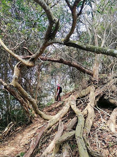 【苗栗卓蘭】山林裡賞優美樹姿。大克山砲台古道