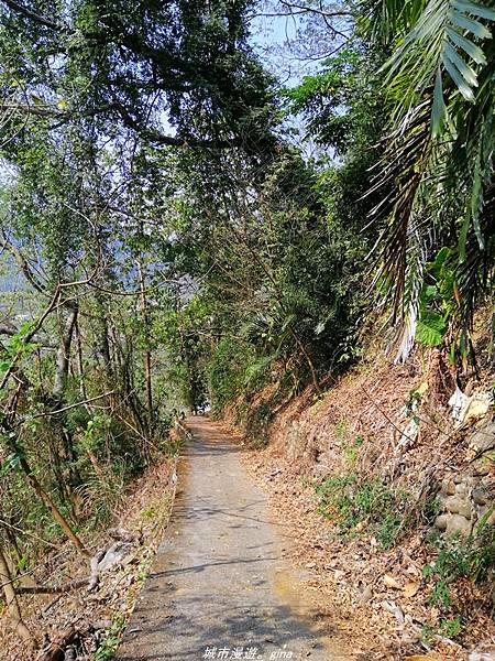 【苗栗卓蘭】山林裡賞優美樹姿。大克山砲台古道