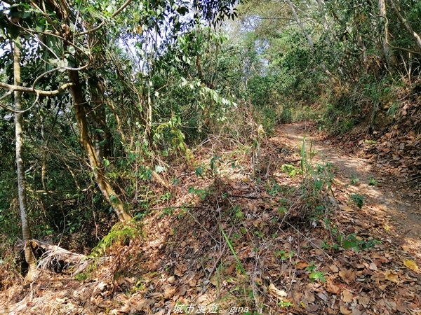 【苗栗卓蘭】山林裡賞優美樹姿。大克山砲台古道