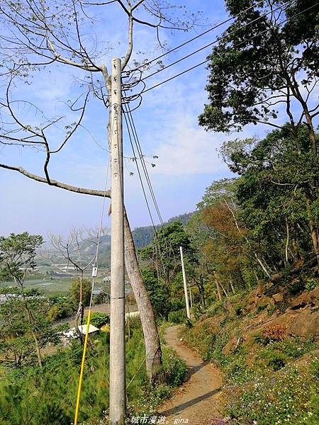 【苗栗卓蘭】山林裡賞優美樹姿。大克山砲台古道