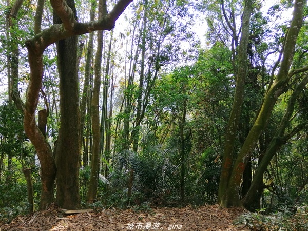 【苗栗卓蘭】山林裡賞優美樹姿。大克山砲台古道